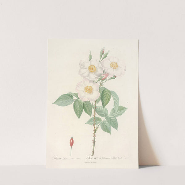 Rosa Damascena Subalba by Pierre Joseph Redouté