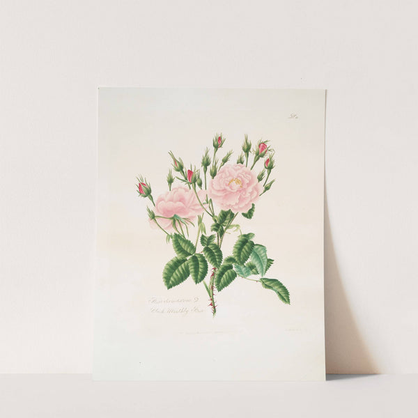 Rosa damascena3 by Mary Lawrance