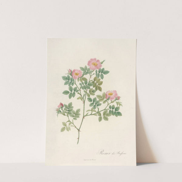 Rosa Dumetorum by Pierre Joseph Redouté