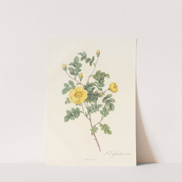 Rosa Eglanteria Luteola by Pierre Joseph Redouté