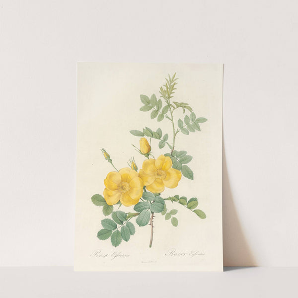 Rosa Eglanteria by Pierre Joseph Redouté