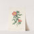 Rosa Eglanteria Sub Rubra by Pierre Joseph Redouté