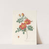 Rosa Eglanteria Var.Punicea by Pierre Joseph Redouté