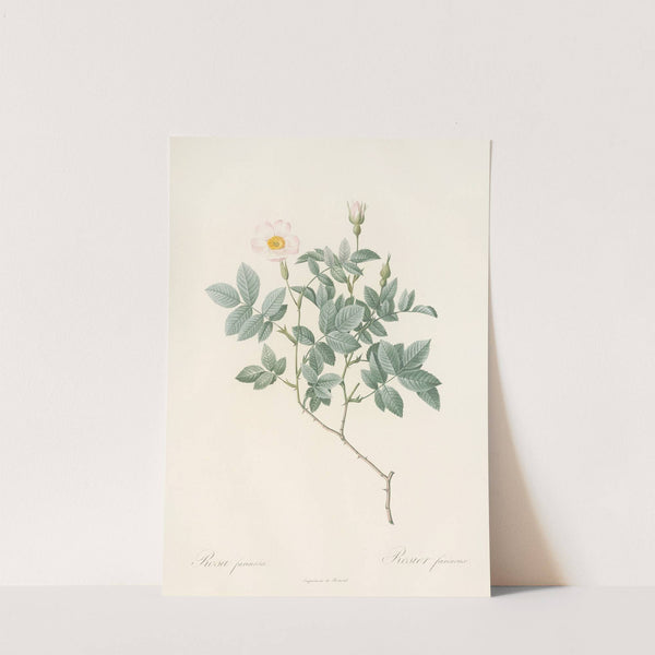 Rosa Farinosa (1817 - 1824) by Pierre Joseph Redouté