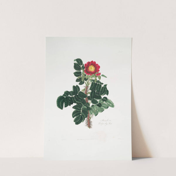 Rosa ferox by Mary Lawrance