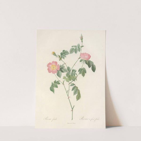 Rosa Foetida by Pierre Joseph Redouté