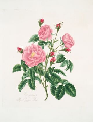 Rosa gallica