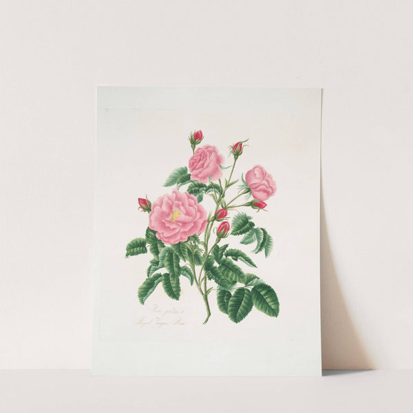 Rosa gallica by Mary Lawrance