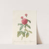 Rosa Gallica Agatha (Var. Delphiniana) by Pierre Joseph Redouté