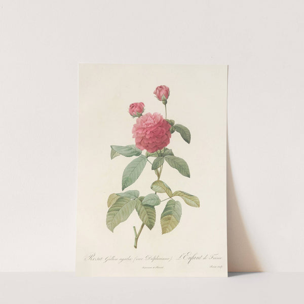 Rosa Gallica Agatha (Var. Delphiniana) by Pierre Joseph Redouté