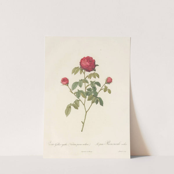Rosa Gallica Agatha (Var. Parva Violacea) by Pierre Joseph Redouté
