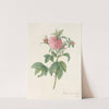 Rosa Gallica Agatha (Var. Prolifera) by Pierre Joseph Redouté