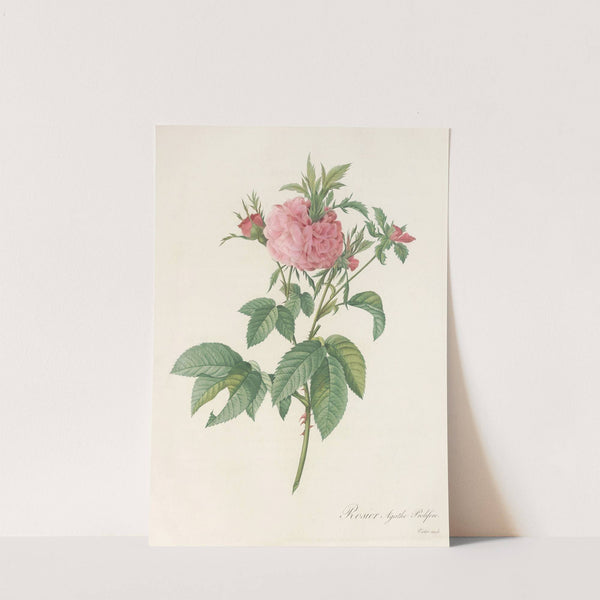 Rosa Gallica Agatha (Var. Prolifera) by Pierre Joseph Redouté
