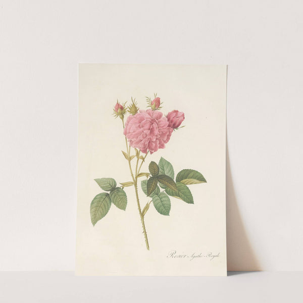 Rosa Gallica Agatha (Var. Regalis) by Pierre Joseph Redouté