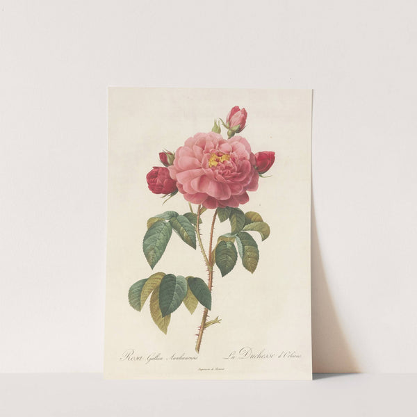 Rosa Gallica Aurelianensis by Pierre Joseph Redouté