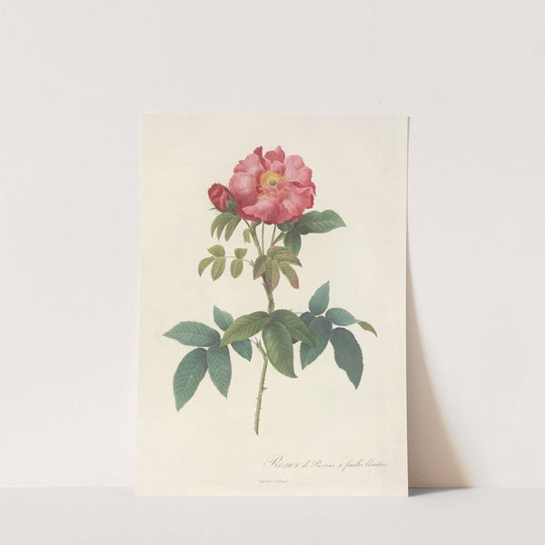 Rosa Gallica Caerulea by Pierre Joseph Redouté