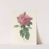 Rosa Gallica Flore giganteo by Pierre Joseph Redouté