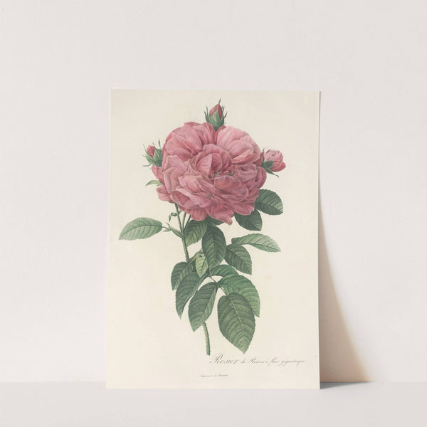 Rosa Gallica Flore giganteo by Pierre Joseph Redouté