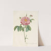 Rosa Gallica Flore Marmoreo by Pierre Joseph Redouté