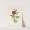 Rosa Gallica Gueriniana by Pierre Joseph Redouté