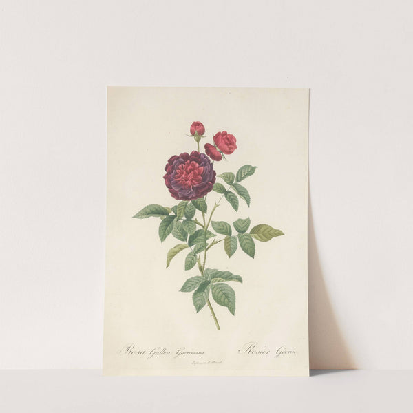 Rosa Gallica Gueriniana by Pierre Joseph Redouté