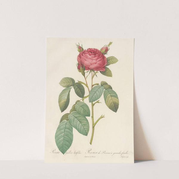 Rosa Gallica Latifolia by Pierre Joseph Redouté