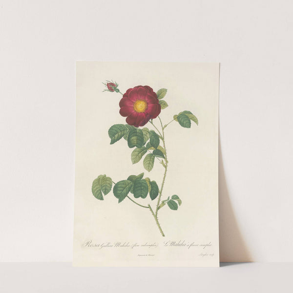 Rosa Gallica Maheka (Flore Subsimplici) by Pierre Joseph Redouté