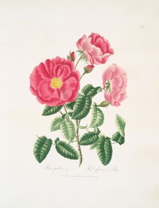 Rosa gallica.