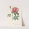 Rosa Gallica Officinalis by Pierre Joseph Redouté