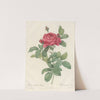 Rosa Gallica Pontiana (1817 - 1824) by Pierre Joseph Redouté