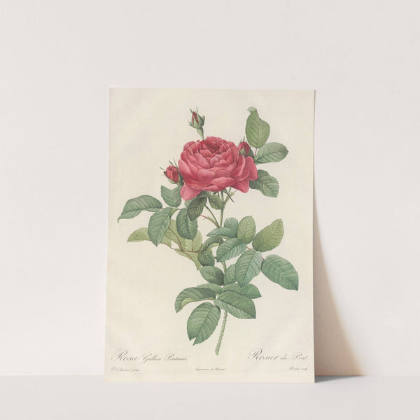 Rosa Gallica Pontiana (1817 - 1824) by Pierre Joseph Redouté