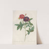 Rosa Gallica Purpurea Velutina by Pierre Joseph Redouté