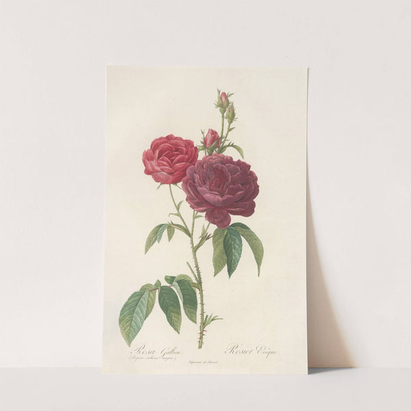 Rosa Gallica (Purpuroviolacea Magna) by Pierre Joseph Redouté