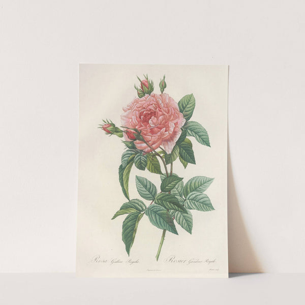 Rosa Gallica Regalis by Pierre Joseph Redouté
