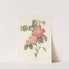 Rosa Gallica Rosea Flore Simplici by Pierre Joseph Redouté
