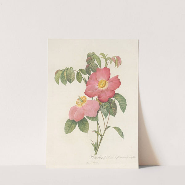 Rosa Gallica Rosea Flore Simplici by Pierre Joseph Redouté