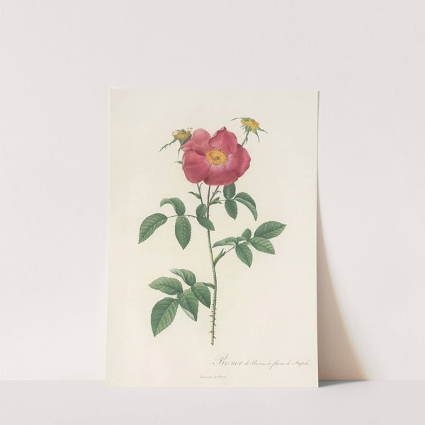 Rosa Gallica Stapeliae Flora by Pierre Joseph Redouté