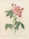 Rosa Gallica Versicolor