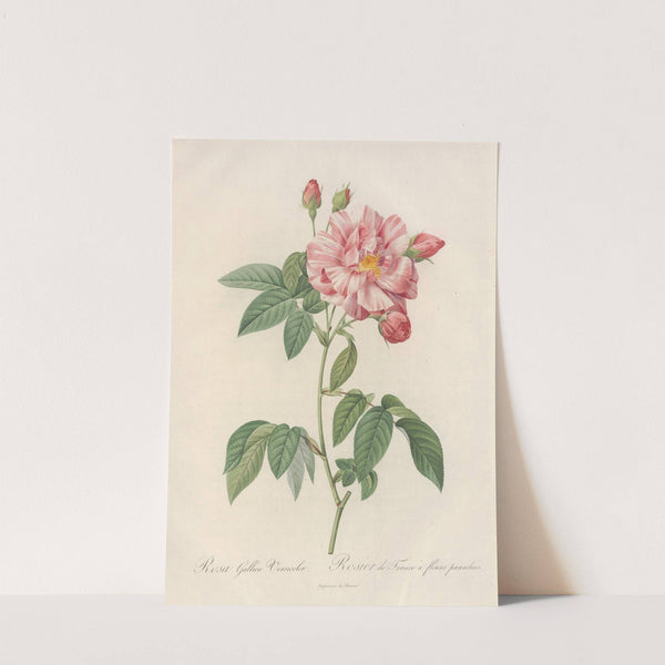 Rosa Gallica Versicolor by Pierre Joseph Redouté