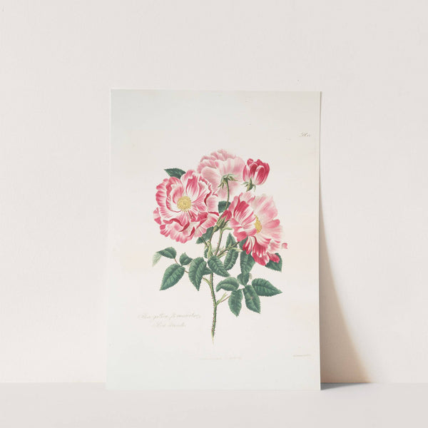 Rosa gallica-versicolor by Mary Lawrance