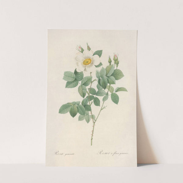 Rosa Geminata by Pierre Joseph Redouté