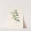 Rosa Hispida Argentea by Pierre Joseph Redouté