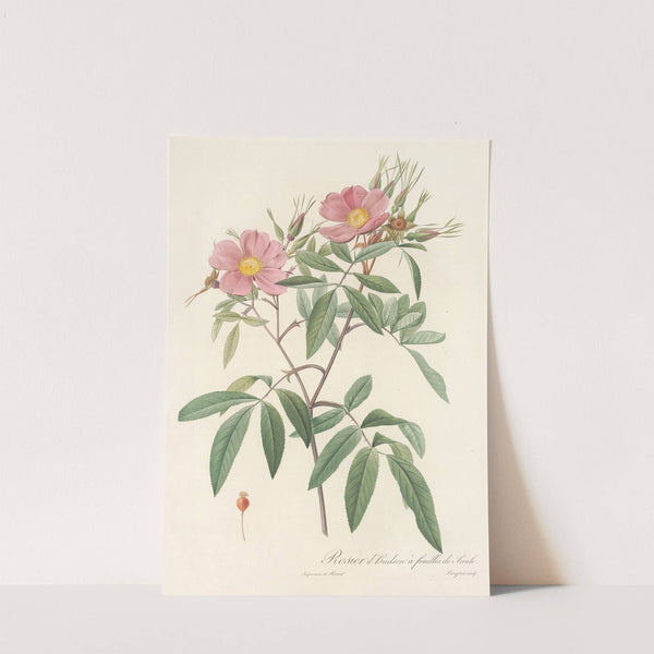 Rosa Hudsoniana Salicifolia by Pierre Joseph Redouté