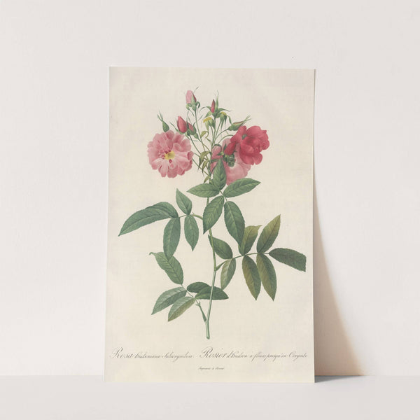 Rosa Hudsoniana Subcorymbosa by Pierre Joseph Redouté