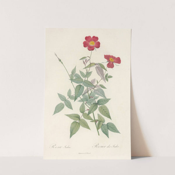 Rosa Indica by Pierre Joseph Redouté