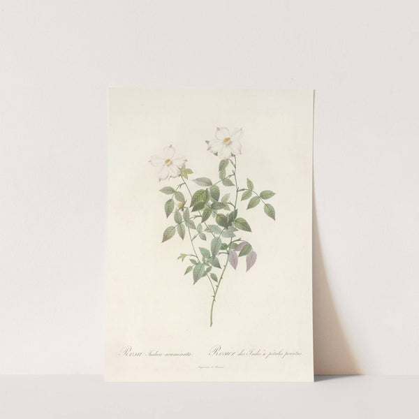 Rosa Indica Acuminata by Pierre Joseph Redouté