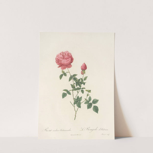 Rosa Indica Automnalis by Pierre Joseph Redouté