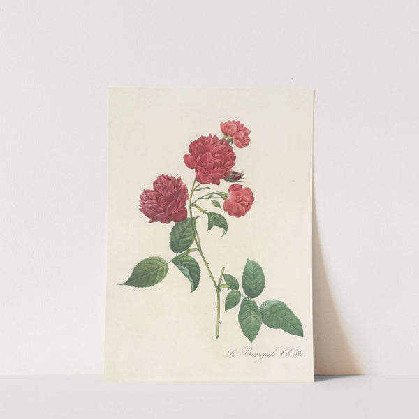 Rosa Indica Caryophyllea by Pierre Joseph Redouté