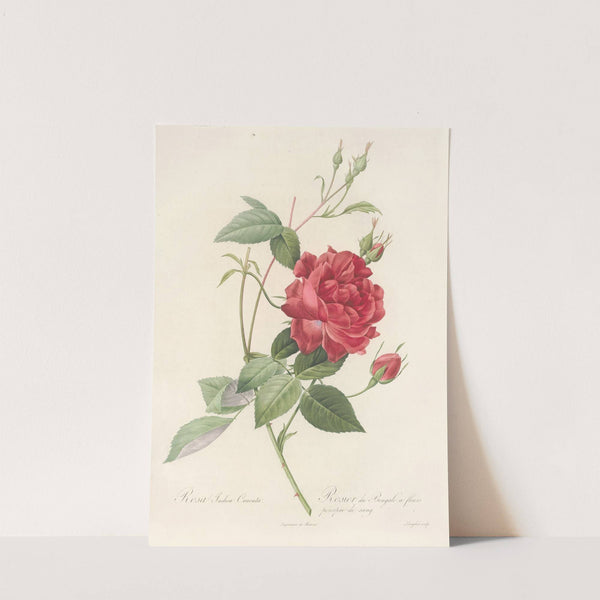 Rosa Indica Cruenta by Pierre Joseph Redouté