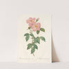 Rosa Indica Fragrans Flore Simplici by Pierre Joseph Redouté